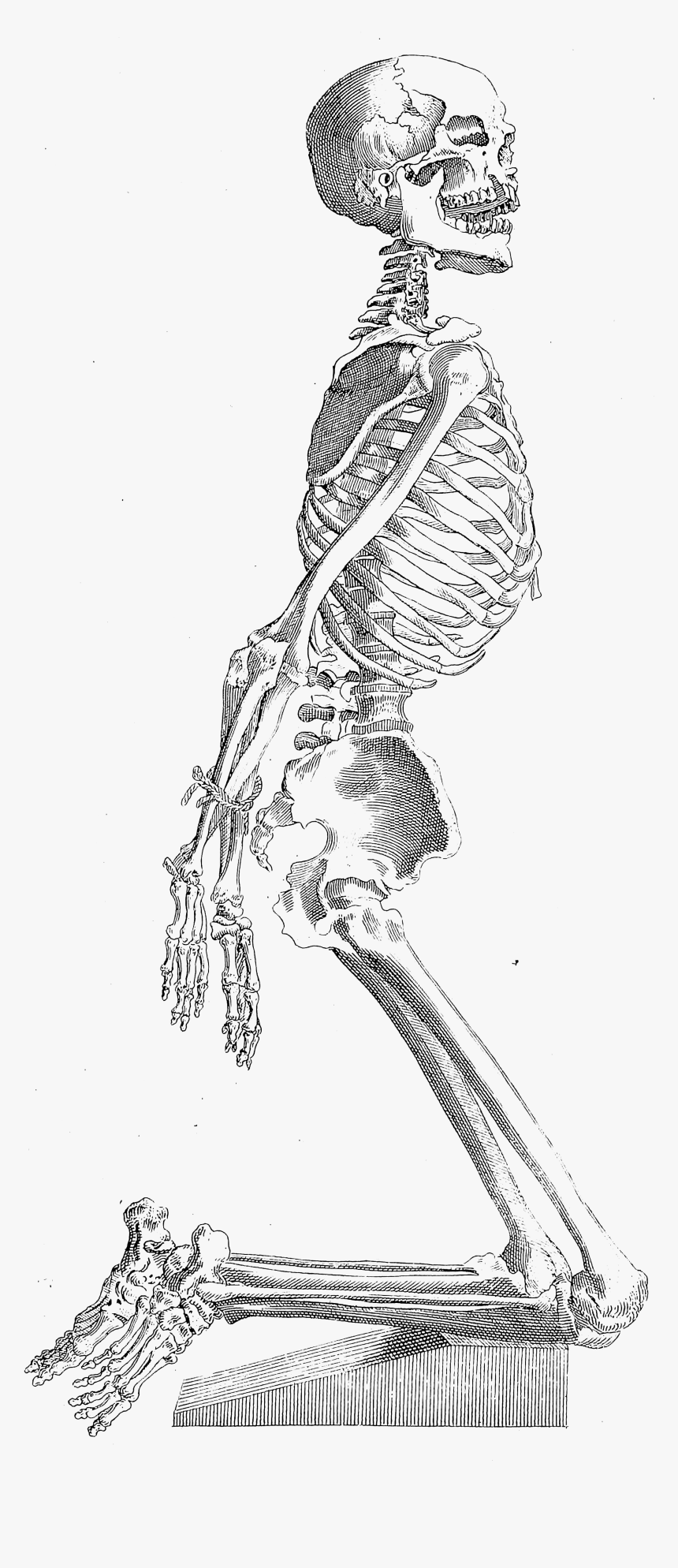 Detail Skeletal System Png Nomer 44