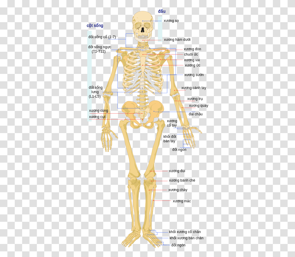 Detail Skeletal System Png Nomer 45