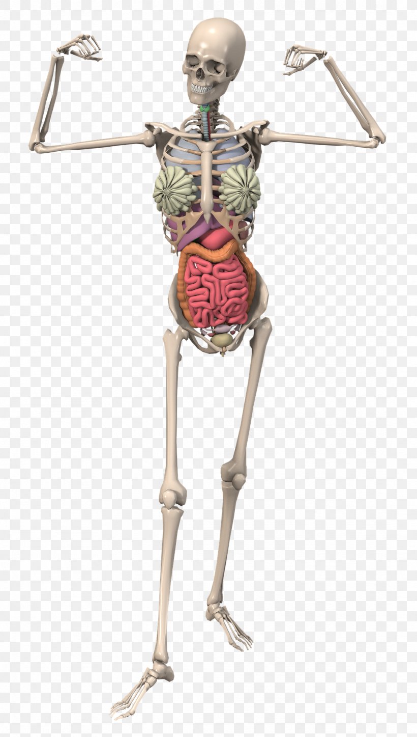 Detail Skeletal System Png Nomer 48