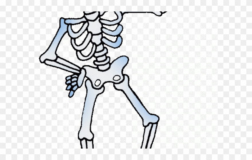 Detail Skeletal System Png Nomer 51