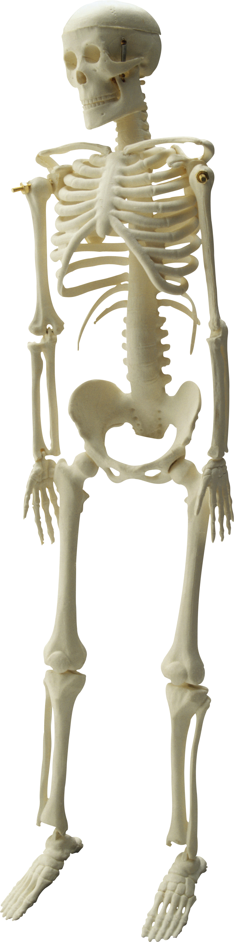 Detail Skeletal System Png Nomer 53