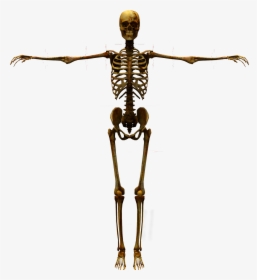 Detail Skeletal System Png Nomer 55