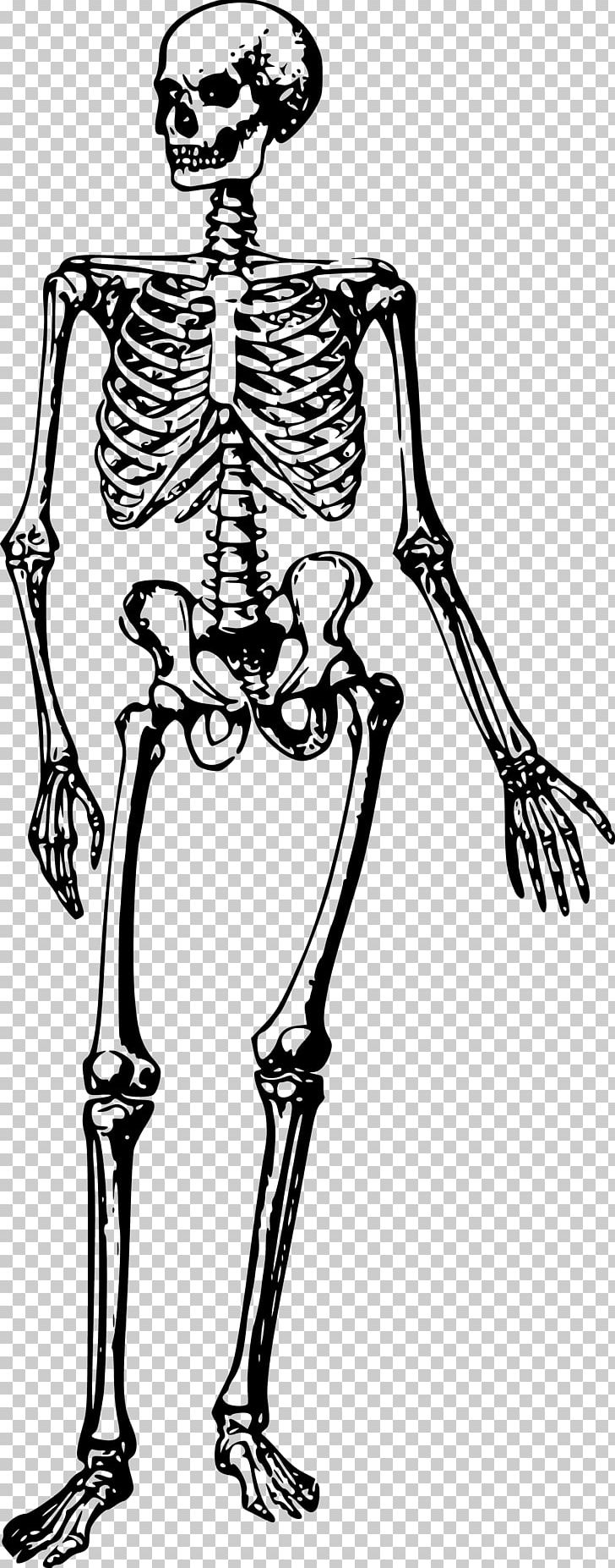 Detail Skeleton Clipart Png Nomer 43