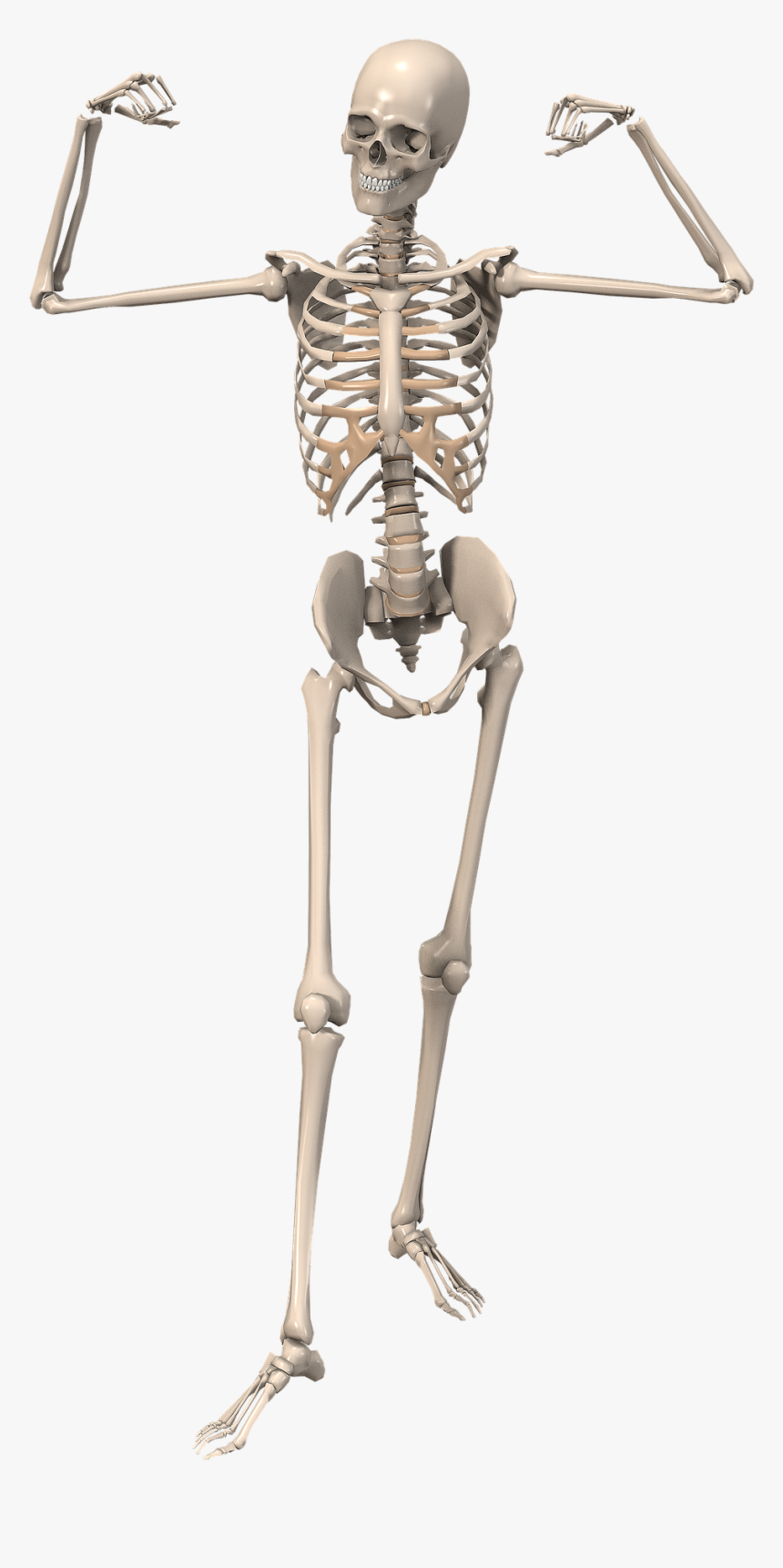 Skeleton Download - KibrisPDR