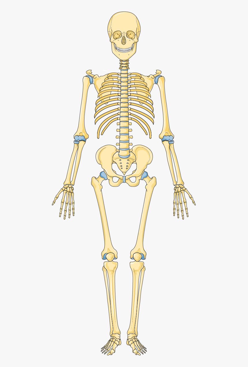 Detail Skeleton Download Nomer 2