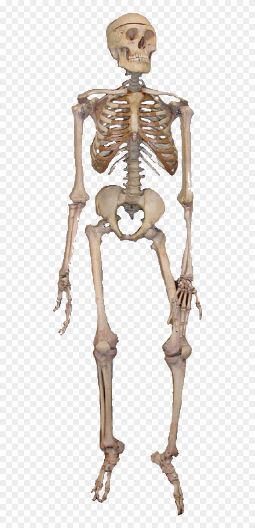 Detail Skeleton Download Nomer 11