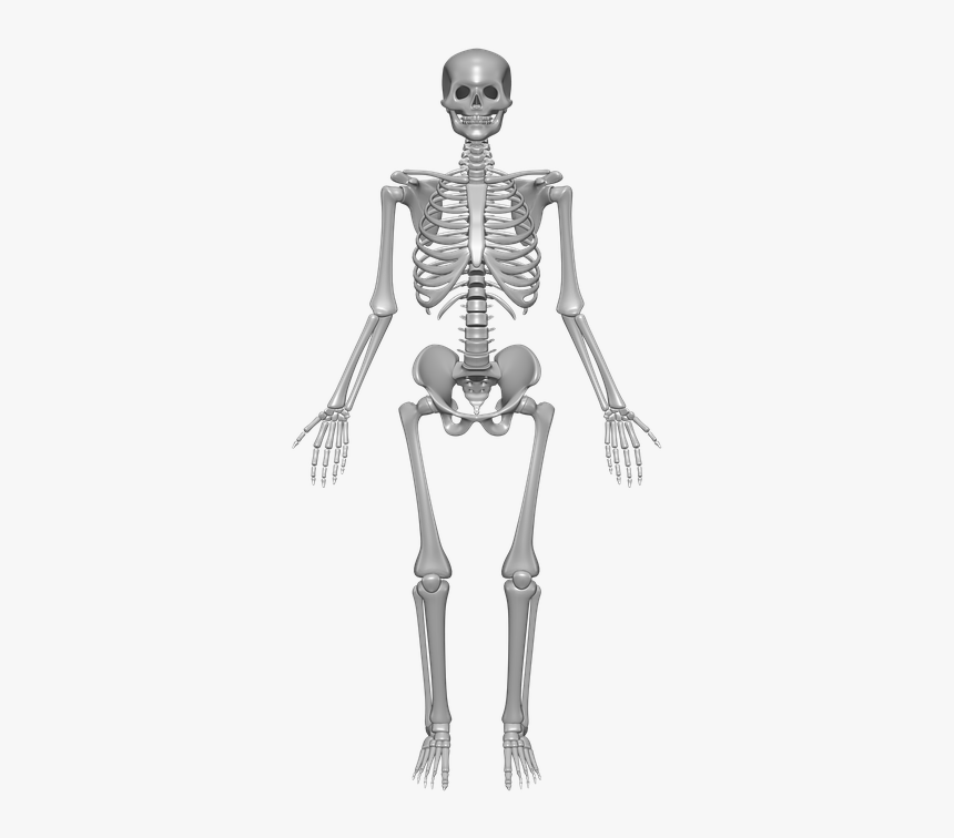 Detail Skeleton Download Nomer 13