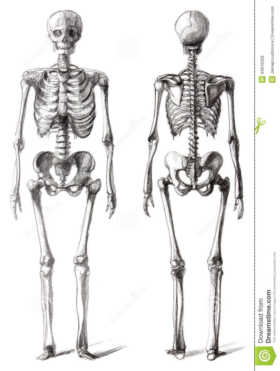 Detail Skeleton Download Nomer 15