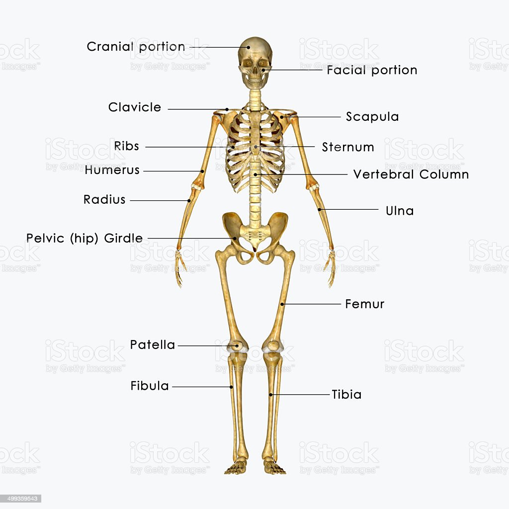Detail Skeleton Download Nomer 17