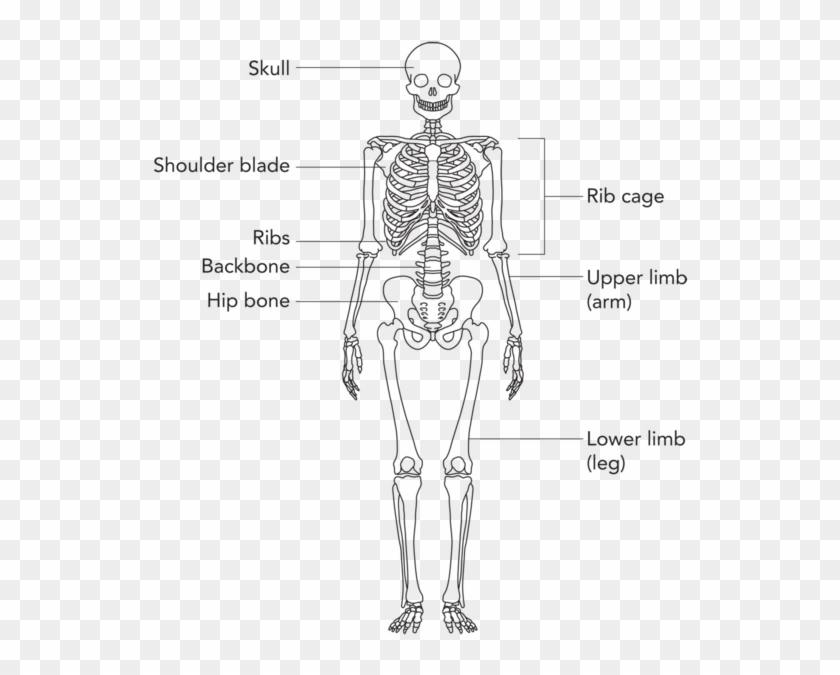 Detail Skeleton Download Nomer 18