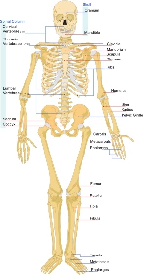 Detail Skeleton Download Nomer 3