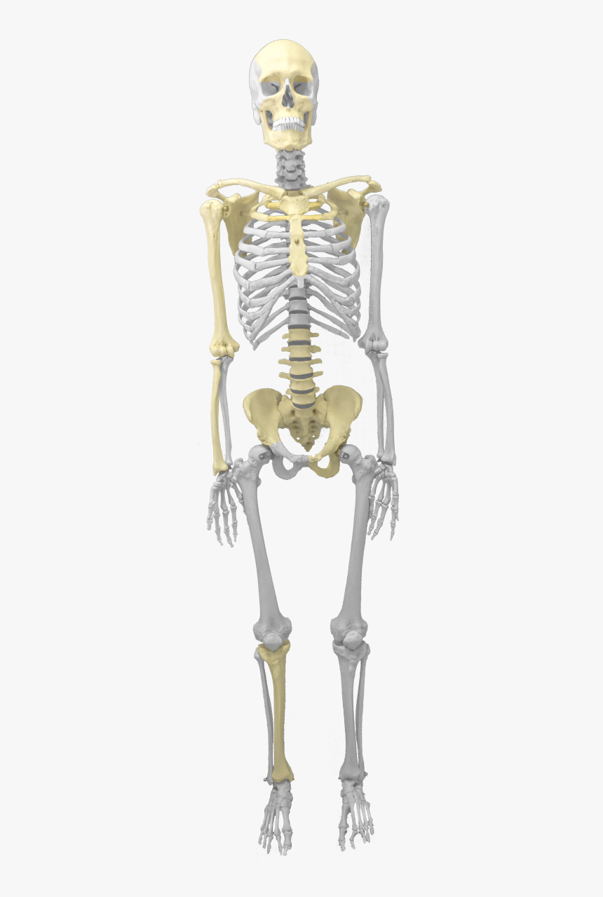 Detail Skeleton Download Nomer 22