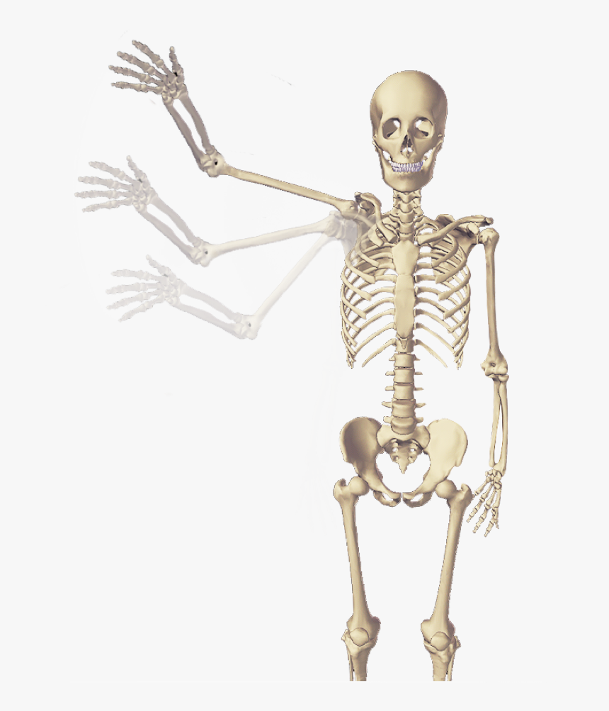 Detail Skeleton Download Nomer 23