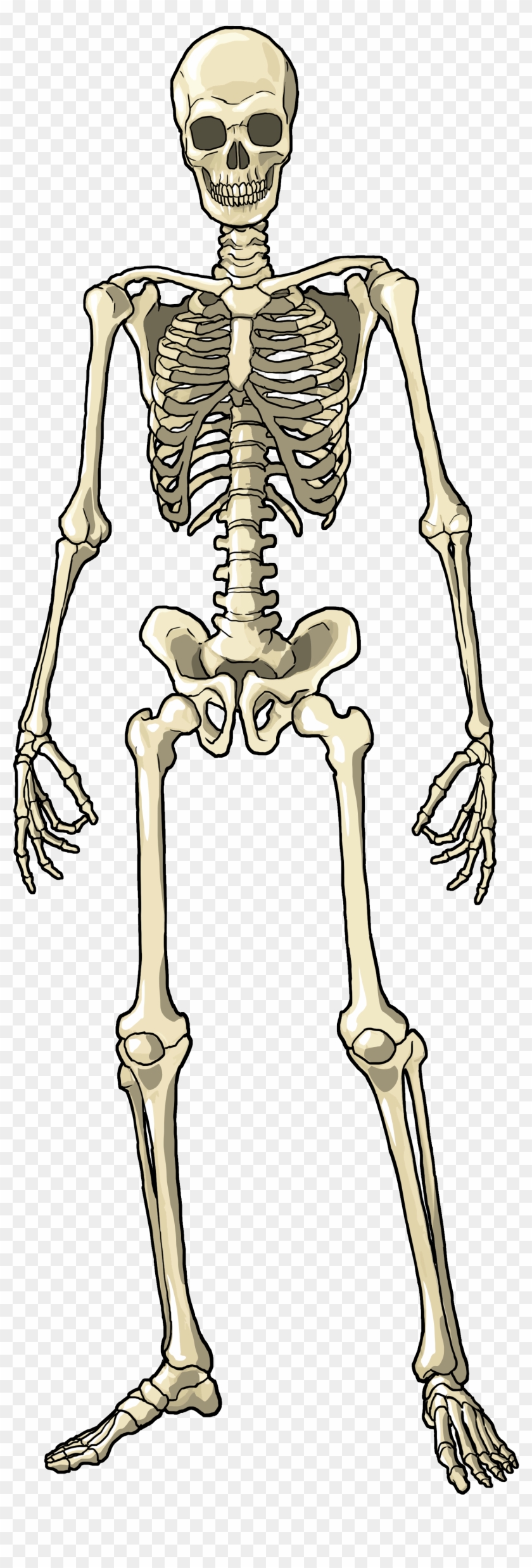 Detail Skeleton Download Nomer 25