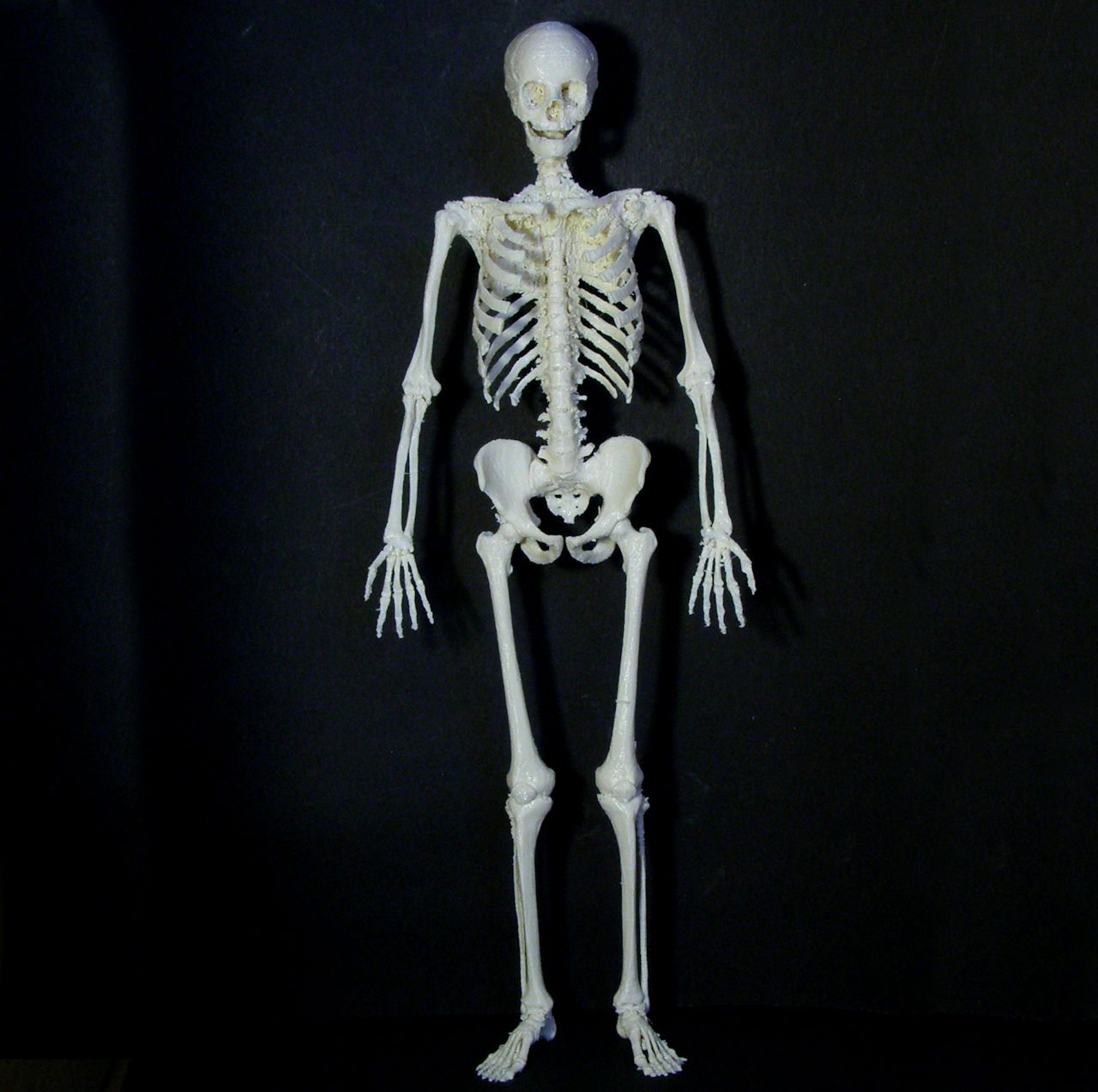 Detail Skeleton Download Nomer 26