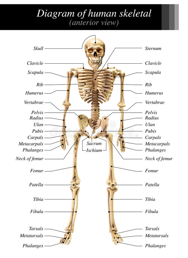 Detail Skeleton Download Nomer 4