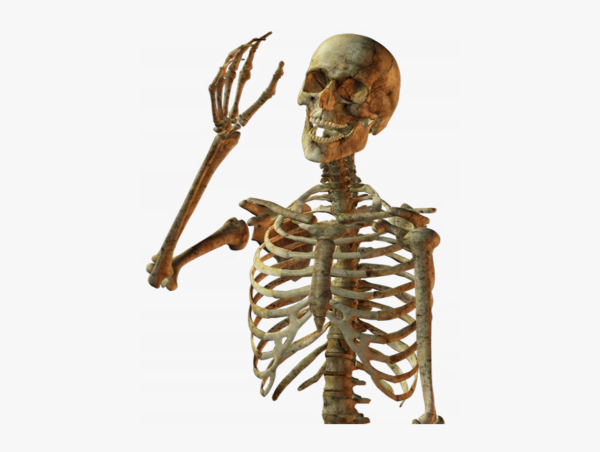 Detail Skeleton Download Nomer 30