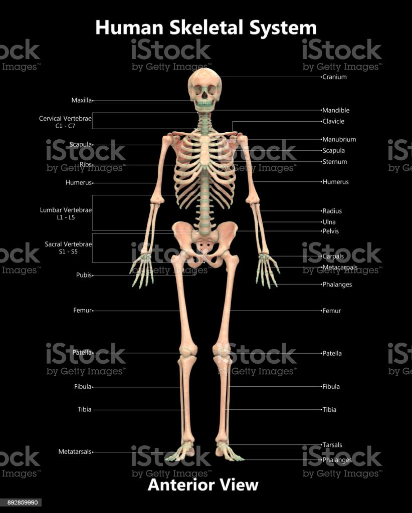 Detail Skeleton Download Nomer 31