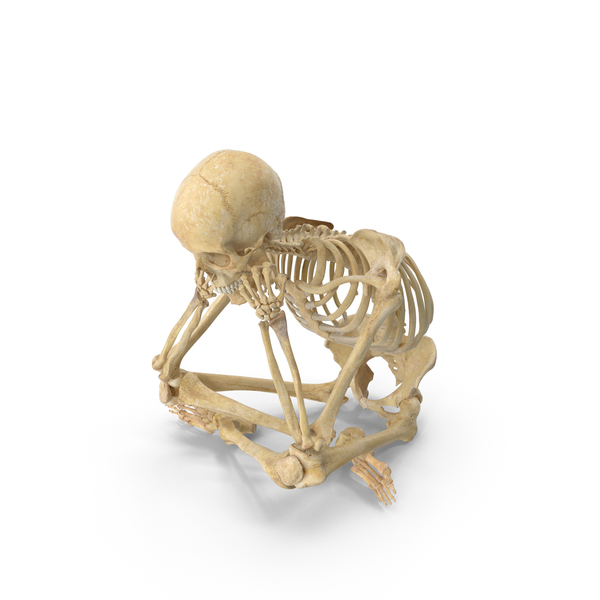 Detail Skeleton Download Nomer 34