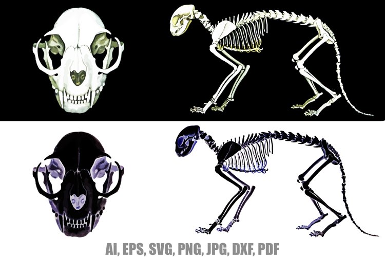 Detail Skeleton Download Nomer 36