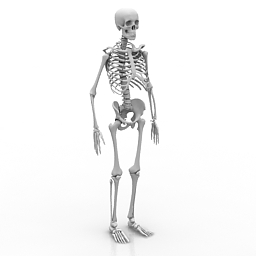 Detail Skeleton Download Nomer 37