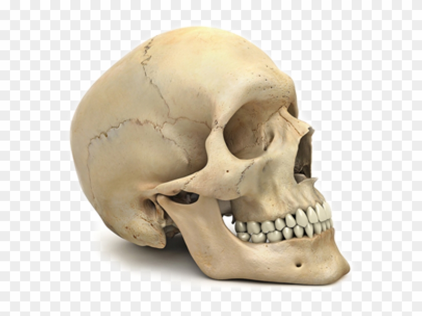 Detail Skeleton Download Nomer 38