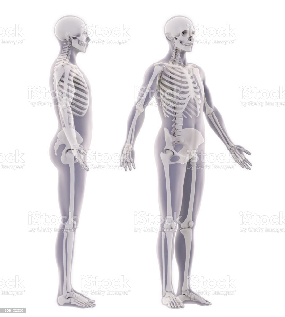 Detail Skeleton Download Nomer 40