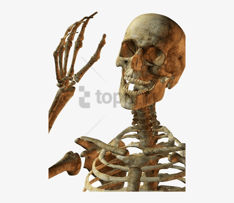 Detail Skeleton Download Nomer 41