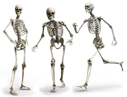 Detail Skeleton Download Nomer 43