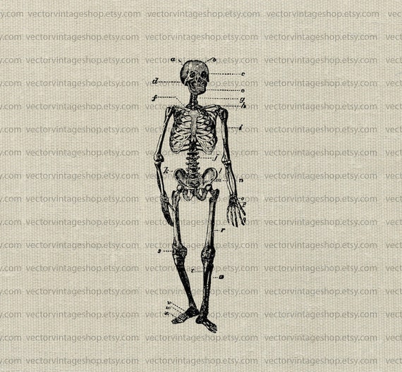 Detail Skeleton Download Nomer 44