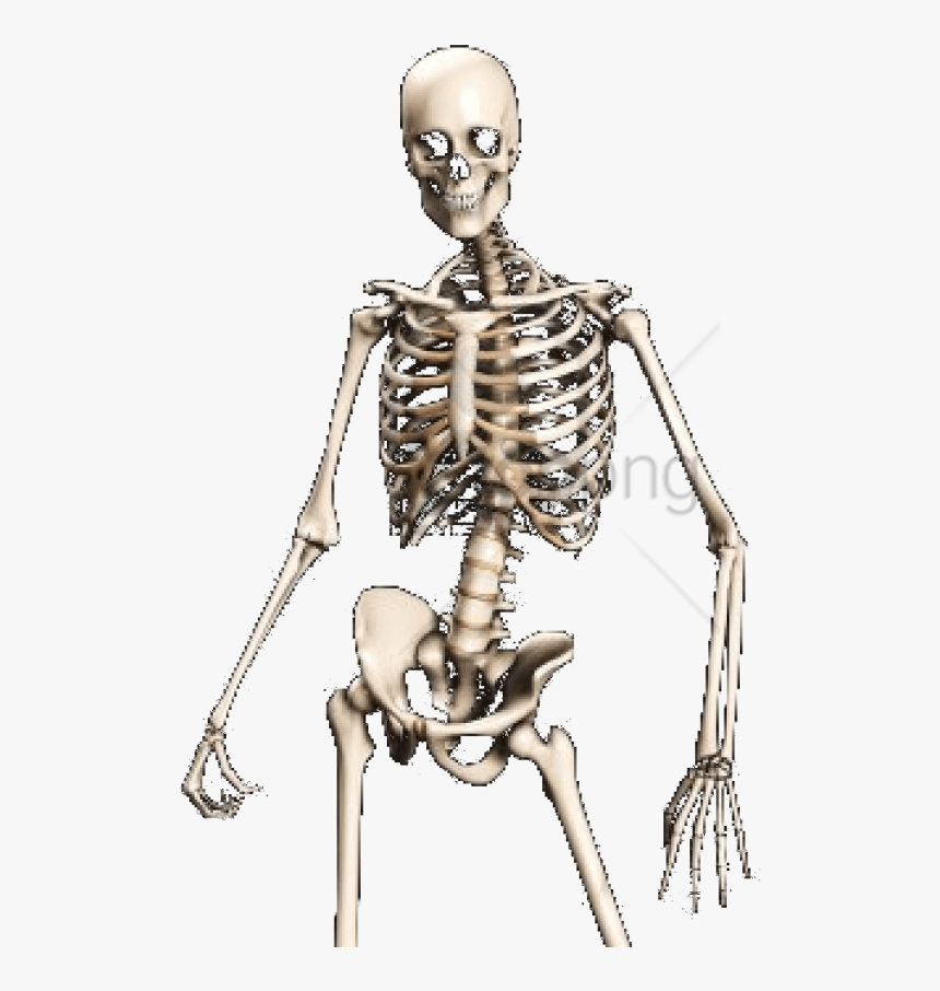 Detail Skeleton Download Nomer 50