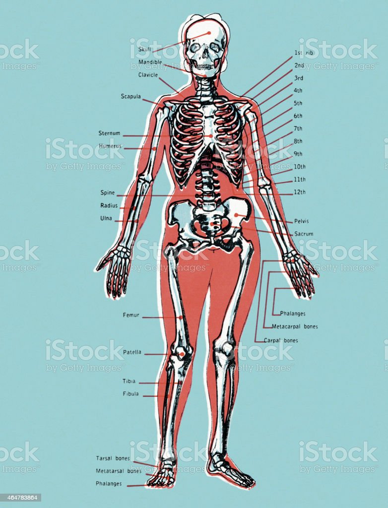 Detail Skeleton Download Nomer 53