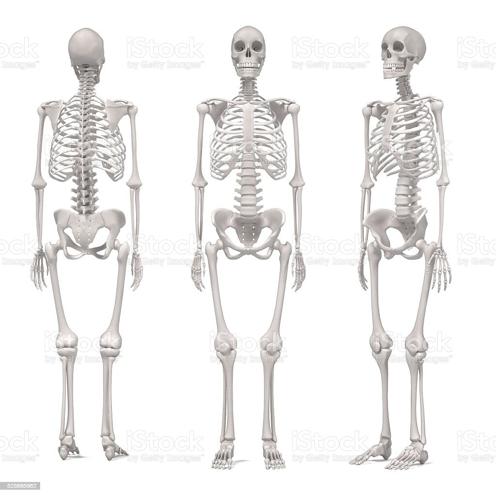 Detail Skeleton Download Nomer 54
