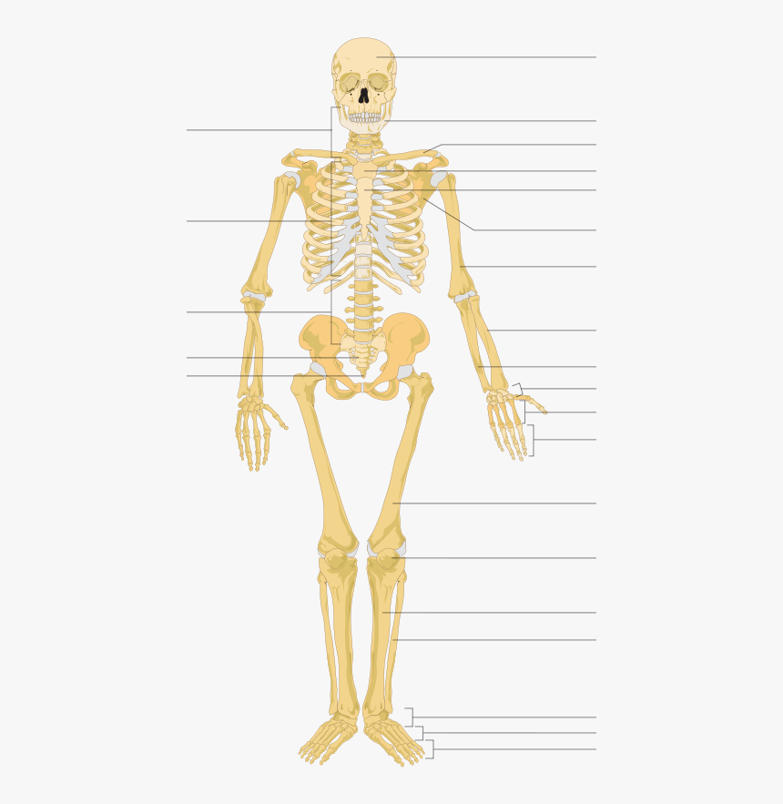 Detail Skeleton Download Nomer 7
