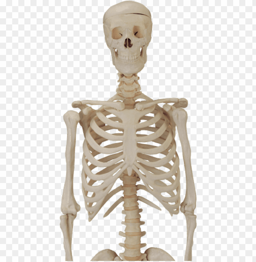 Detail Skeleton Download Nomer 8
