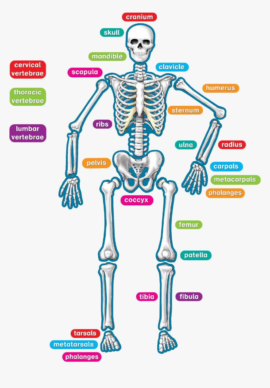 Detail Skeleton Download Nomer 10