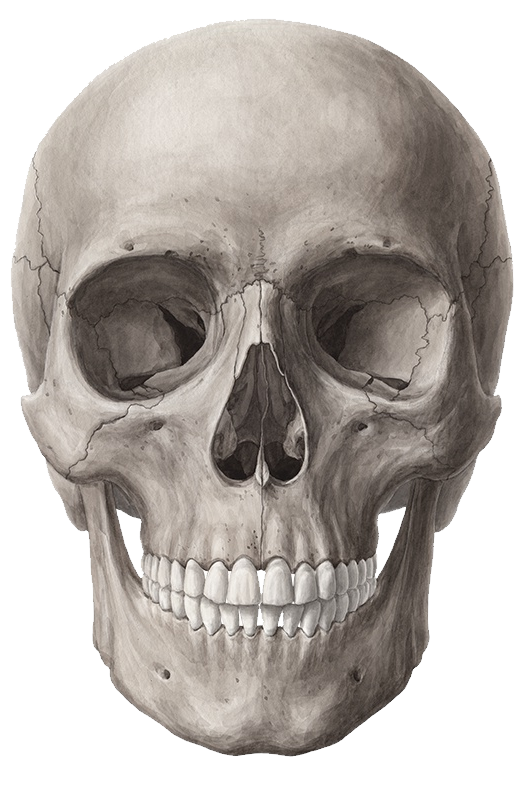 Detail Skeleton Face Png Nomer 12