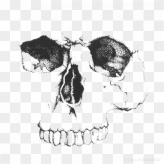 Detail Skeleton Face Png Nomer 45