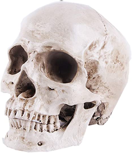 Detail Skeleton Head Image Nomer 15