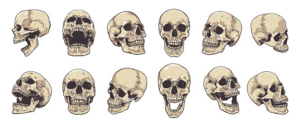 Detail Skeleton Head Image Nomer 23