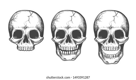 Detail Skeleton Head Image Nomer 26