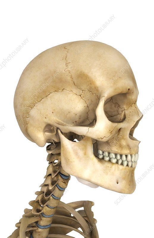 Detail Skeleton Head Image Nomer 30