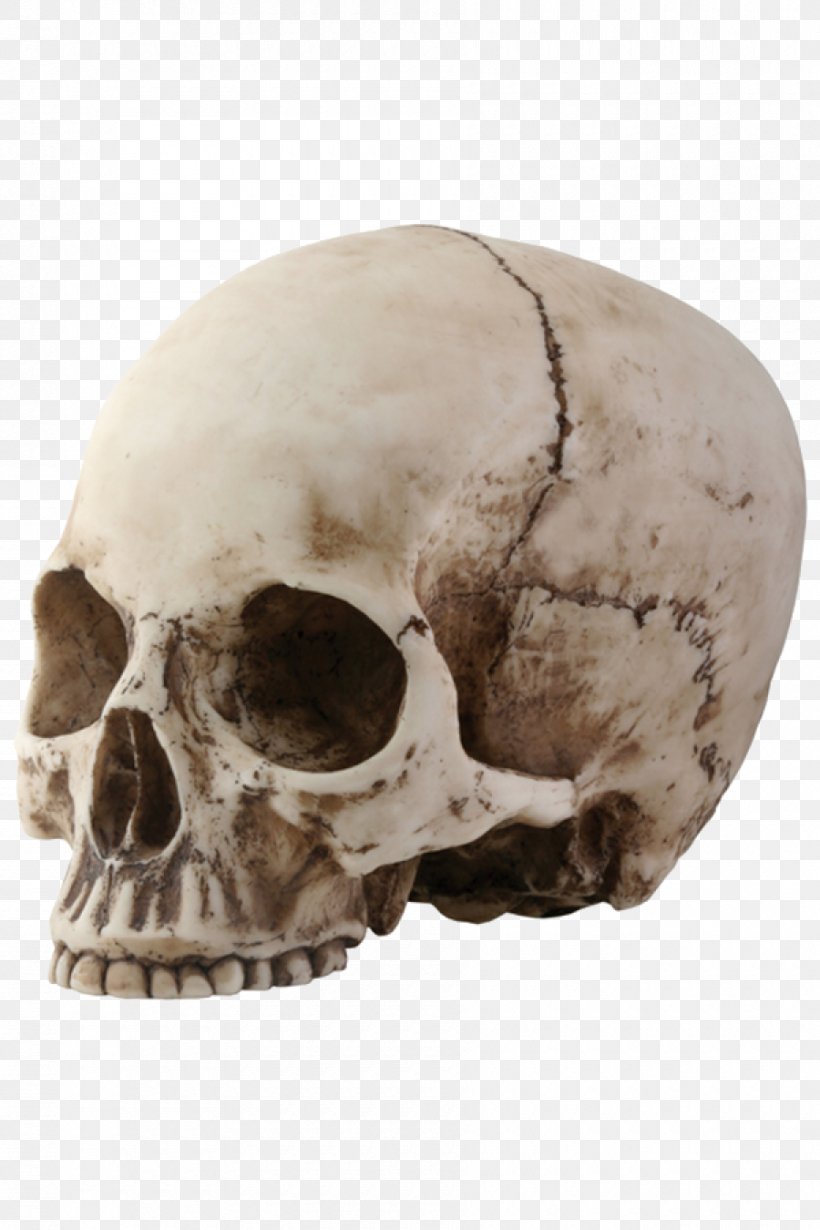 Detail Skeleton Head Image Nomer 32
