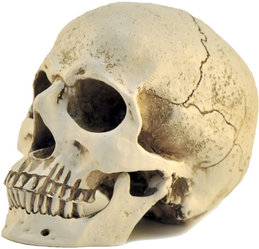 Detail Skeleton Head Image Nomer 33