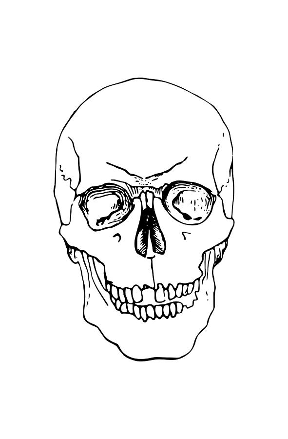 Detail Skeleton Head Image Nomer 35