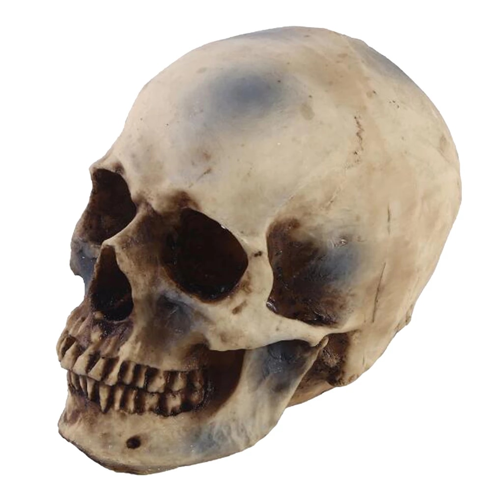 Detail Skeleton Head Image Nomer 42