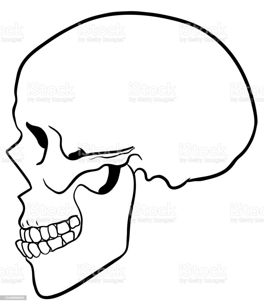 Detail Skeleton Head Image Nomer 46