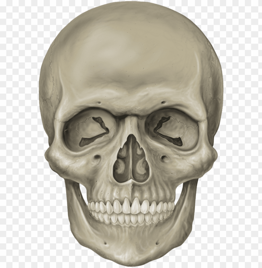Detail Skeleton Head Image Nomer 47