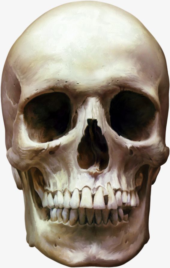 Detail Skeleton Head Image Nomer 6