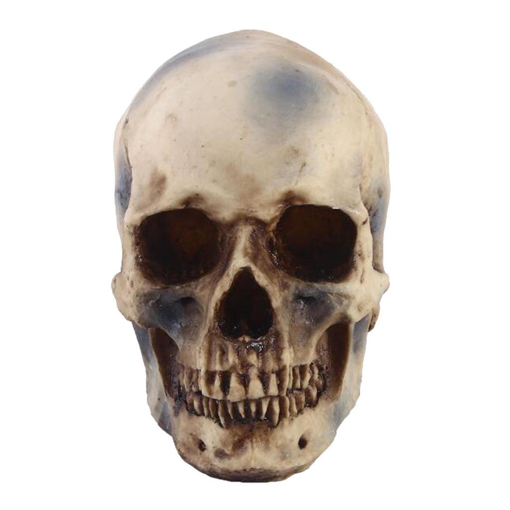 Detail Skeleton Head Image Nomer 49